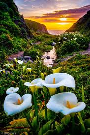 Calla Lily Sunset Big Sur Nature Beautiful Landscapes Nature Pictures