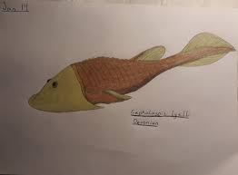 Image result for Cephalaspis