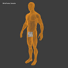 Zygote scenes is a collection of scenes created by zygote media group with annotations identifying anatomical landmarks. Human Male Anatomy Model By Amardeep 3docean