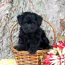 7 Little Yorky Poohs Love Them So Much Ideas Yorkie Poo Cute Dogs Cute Puppies