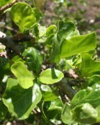 Image result for Coddia rudis