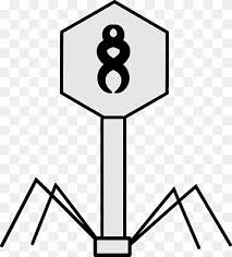 The virus was isolated from a patient in the u.s. Bacteriophage Png Images Pngwing