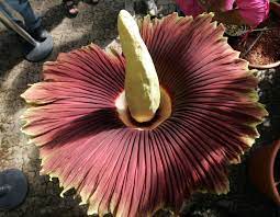 Pair Of Blooming Corpse Flowers Draw Crowds In Bay Area