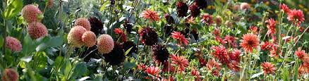 Maybe you would like to learn more about one of these? Spring Planted Summer Blooming Bulbs American Meadows