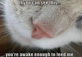 Are You Awake Meme Guy