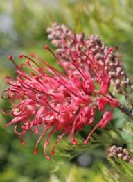 Image result for Pimpinella robynsii