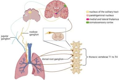 Nerve pathways triggering respiratory pressure spikes, AI generated