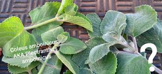 Image result for Coleus amboinicus
