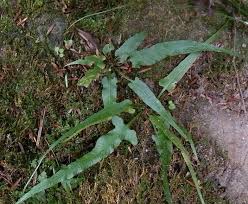 Image result for Asplenium hypomelas