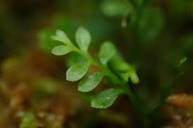 Image result for Asplenium hypomelas