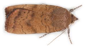 Image result for Noctua interjecta