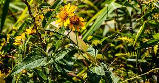 Image result for Tarenna pavettoides