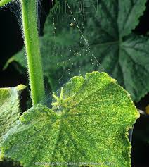 Image result for spider mites on cucumbers