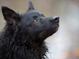 Croatian shepherd is an attentive, intelligent, sociable dog. Croatian Sheepdog Price Temperament Life Span
