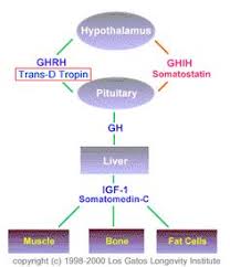 Download scientific diagram | the structure of human growth hormone. 10 Human Growth Hormones Ideas Growth Hormone Hormones Human