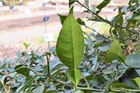 ユズ 柚子 庭木図鑑 植木ペディア