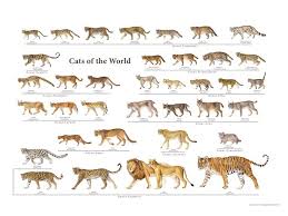 wild cat size chart best cat cute pictures meme cartoon