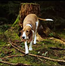 Image result for švycký honič