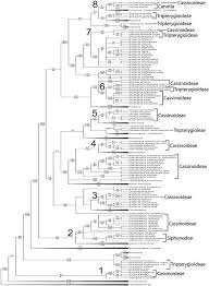Image result for Allocassine laurifolia