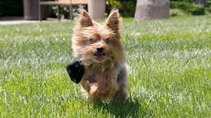 Can I Give My Dog Human Cbd Oil Weedmaps