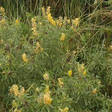 Image result for Eriosema psoraleoides