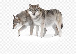 We upload amazing new content everyday! Wolves In Taiga Hd Png Download Vhv