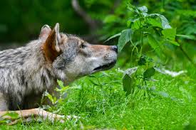 Here are 18 animals that went extinct in the last 100 years, and what drove them to one million animal and plant species are threatened with extinction worldwide. Bears And Wolves Will Roam Ancient British Woodland In Multi Million Pound Project