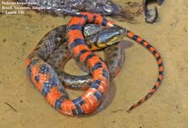 Raul enrique quintana, 48, of miami, maura barbosa lopes, a/k/a maura quintana, 55, of brazil,arnaldo almeida prado neto, 33, of brazil, evelyn lara, 47, of miami, luis enrique sosa, 43, of. Helicops Leopardinus The Reptile Database