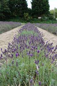 Trimming Lavender How To Prune Lavender Properly Plants Lavender Plant Lavender Bush