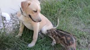 Cheetah And Dog Meet A Baby Red River Hog Red River Hog Dog Meet Red River