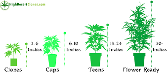 mother plant size high desert clones