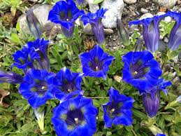 Ich Liebe Das Blau Der Enzian Wildblumen Steingarten Pflanzen