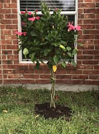 These are just some of the many things that you need to do to ensure that your plant continues to grow properly. Tropical Hibiscus Braided Tree Hibiscus Tree Hibiscus Plant Hibiscus