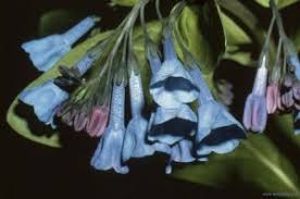 Image result for Thunbergia crispa