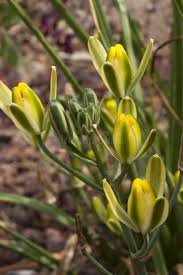 Image result for Albuca setosa