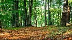 Short Essay On Conservation Of Forest And Wildlife Specially In India For Children Here You Will Fin Forest Conservation Forest And Wildlife Wildlife Of India