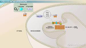 C6h12o6 + 6 o2 → 6 co2 + 6 h2o. Products Of Cellular Respiration Video Lesson Transcript Study Com
