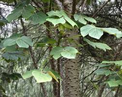 Image result for Cylicomorpha parviflora