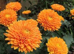 Chrysanthemum X Morifolium Flower Treatment Best Flower Wallpaper