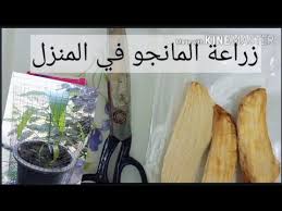 Maybe you would like to learn more about one of these? Ø·Ø±ÙŠÙ‚Ø© Ø²Ø±Ø§Ø¹Ø© Ø§Ù„Ù…Ø§Ù†Ø¬Ùˆ ÙÙŠ Ø§Ù„Ø¨ÙŠØª Youtube