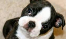 Why buy a boston terrier puppy for sale if you can adopt and save a life? Boston Terrier Pups Price 100 00 Each For Sale In El Dorado Arkansas Best Pets Online