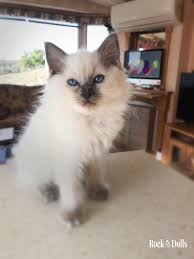 Epingle Sur Chaton