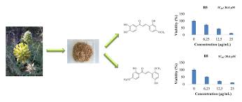 Image result for Ateleia herbert-smithii