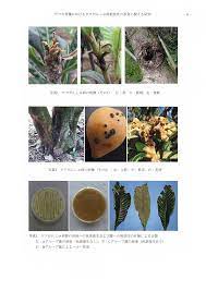 ビワの育種におけるビワがんしゅ病抵抗性の改良に関する 研究