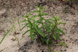 Image result for Clerodendrum ternatum