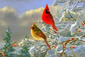Winter Color Cardinals Birds Animals Background Wallpapers On Desktop Nexus Image 2198298 Choose from a curated selection of winter photos. winter color cardinals birds