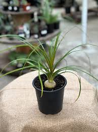 Image result for Beaucarnea recurvata