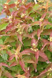 Kodiak Orange Diervilla X Plants Garden Shrubs Shade Garden Plants