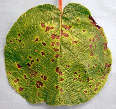 Image result for Pseudomonas syringae