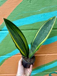 Image result for Sansevieria